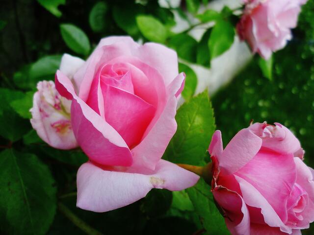 "Duftrose im Zeitraffer" - am 4.6.2014 !