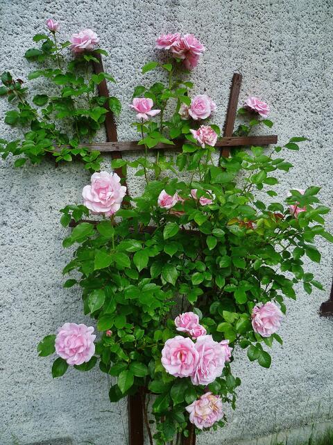 "Duftrose im Zeitraffer" - am 4.6.2014 !