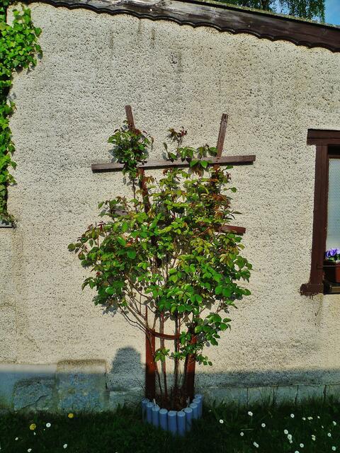 "Duftrose im Zeitraffer" - am 21.4.2014 !