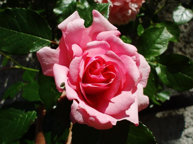 "Duftrose im Zeitraffer" - am 4.6.2014 !