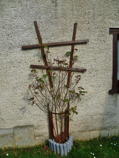 "Duftrose im Zeitraffer" - am 31.3.2014 !