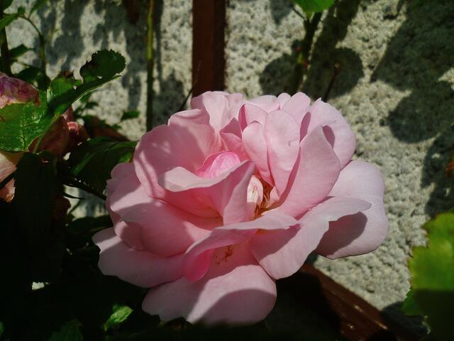 "Duftrose im Zeitraffer" - am 4.6.2014 !