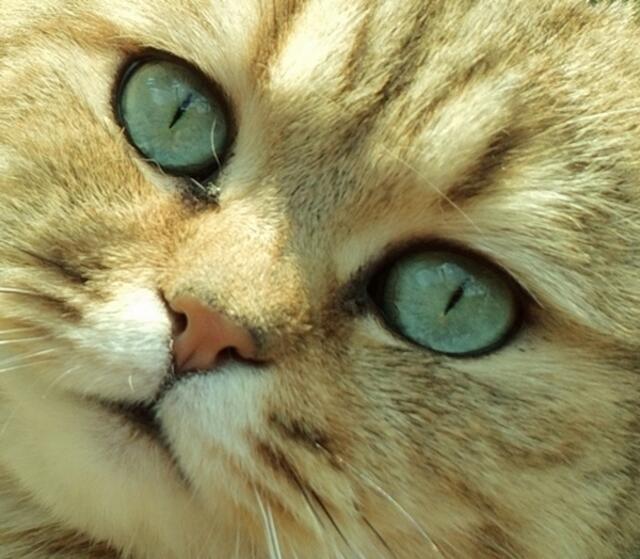 Seine schönen Augen ...