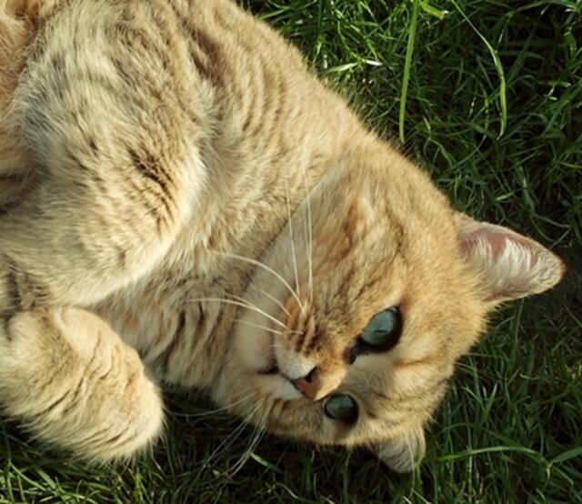 Kraul meinen Bauch !