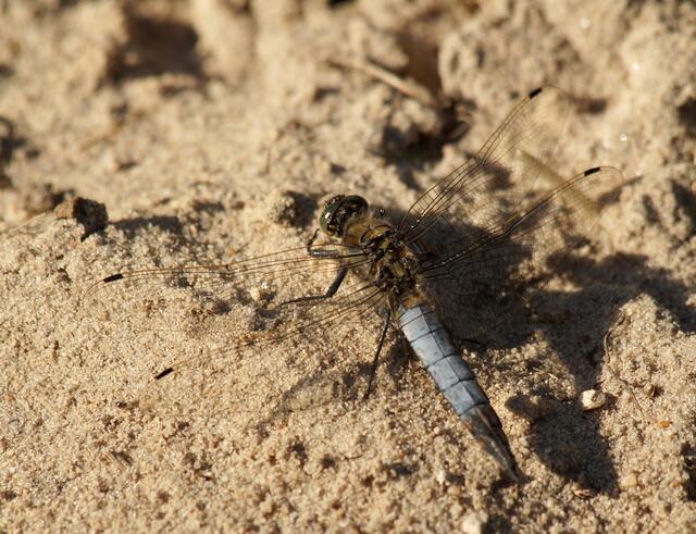 Der Große Blaupfeil (Orthetrum cancellatum), das Männchen nimmt ein Sonnenbad auf dem warmen Sandboden.