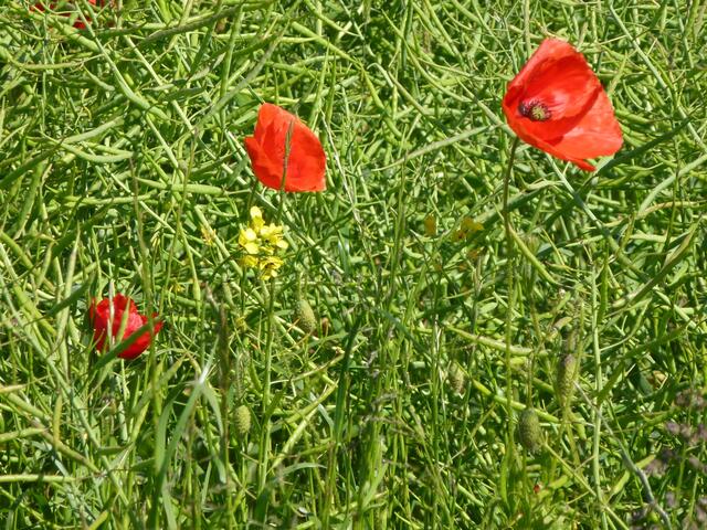 Mohnblüten im Rapsfeld