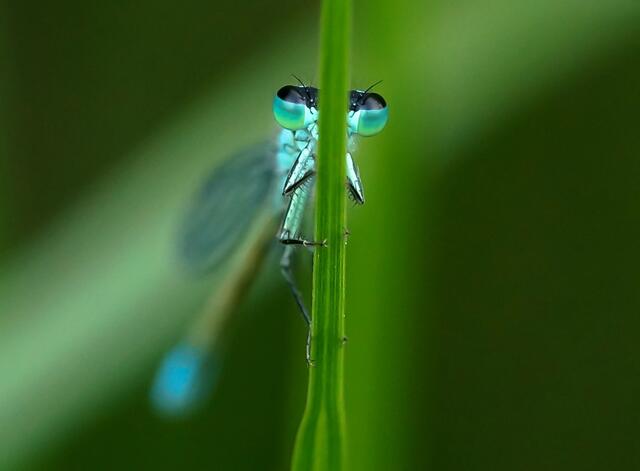 Auge in Auge! Wer erkennt die Libelle?