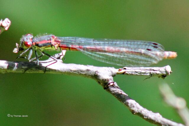 Libelle mit Beute