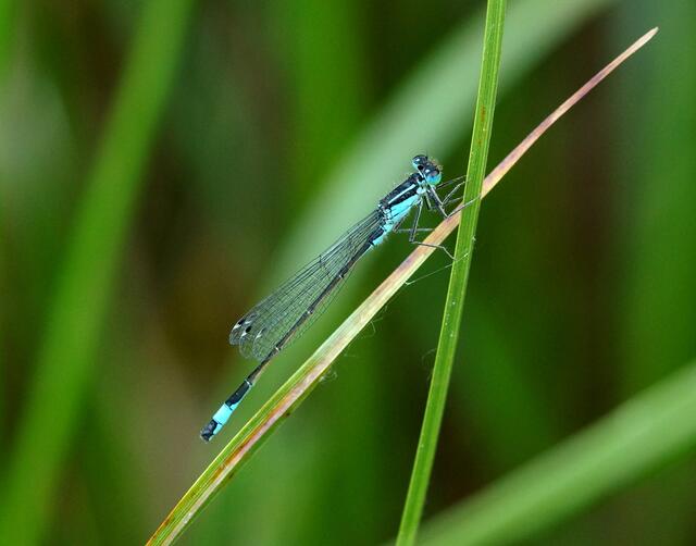 Die Große Pechlibelle (Ischnura elegans). Wir erkennen hier sehr gut die zweifarbigen Flügelmale. Zur Flügelspitze hin sind sie weiß und zur Flügelbasis schwärzlich. Auf dem schwarzen Hinterleib ist bei der großen Pechlibelle das 8. Segment hellblau.