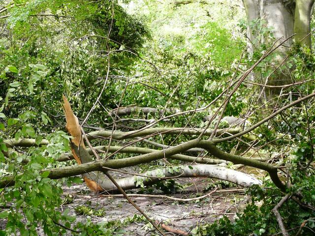 Natürliche Barriere im Lohwald