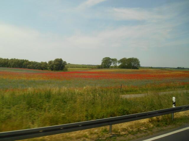 Mecklenburger Seenplatte. (Sonnenblumen aus dem Busfenster fotografiert.)
