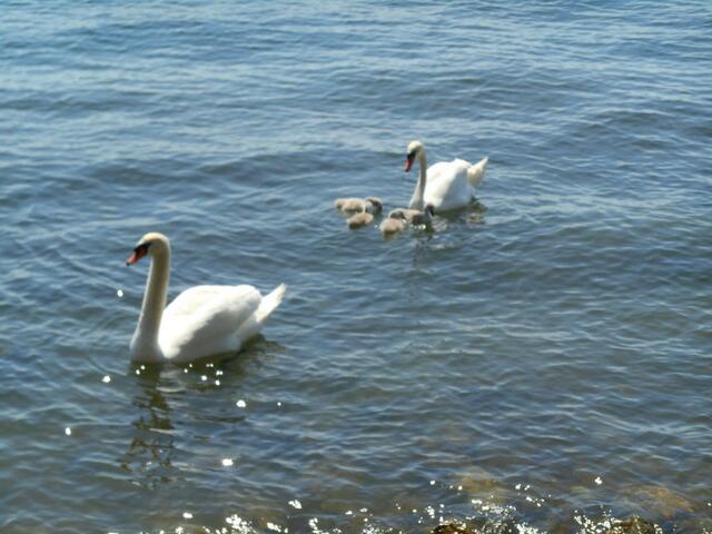Mecklenburger Seenplatte. (Ein Schwan mit ihren Jungen.)