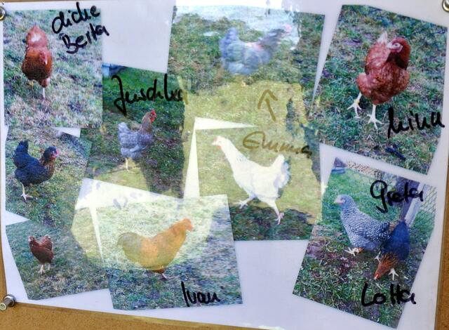Von jedem Huhn hängt ein Bild im Stall mit seinem Namen.