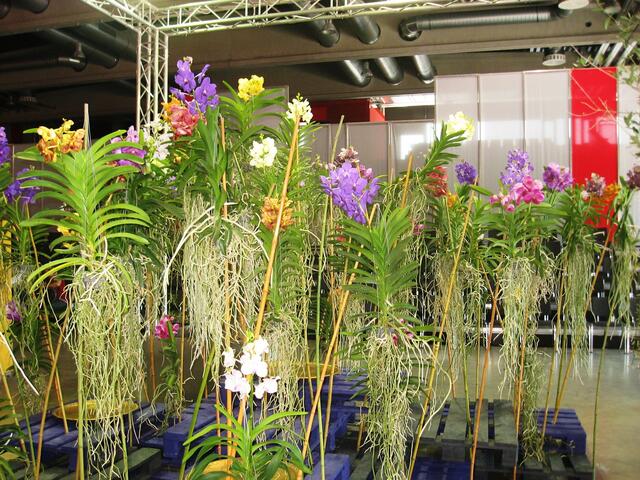 Die Tropenblumen hängen an den Bäumen und ernähren sich über ihre Luft-Wurzeln !
