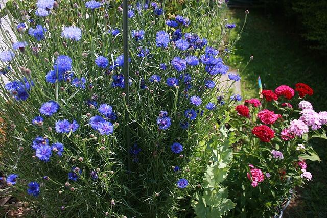 Kornblumen