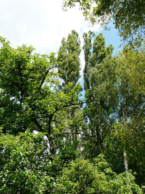 Alte Bäume in unserem Garten. Sie spenden Schatten, reinigen die Luft und sorgen für Sauerstoff.