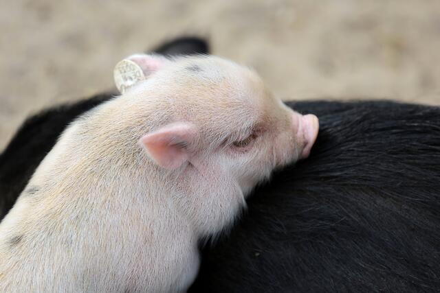 Mama, Papa, aufwachen. Ihr müsst helfen! Mehrere Schweinchen in Not!