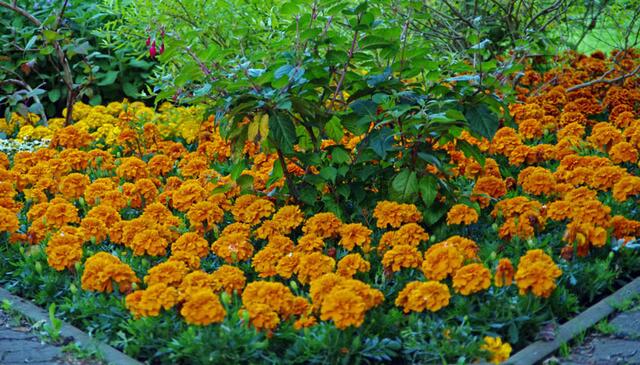 Blumenbeet lädt zum Verweilen ein