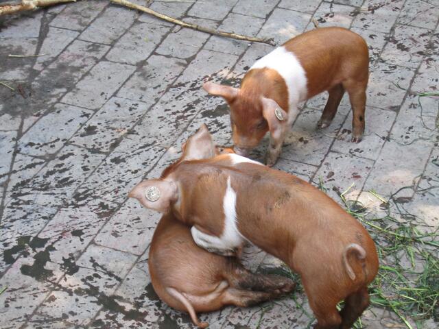 ... und alle schweinischen Opfer reanimiert.