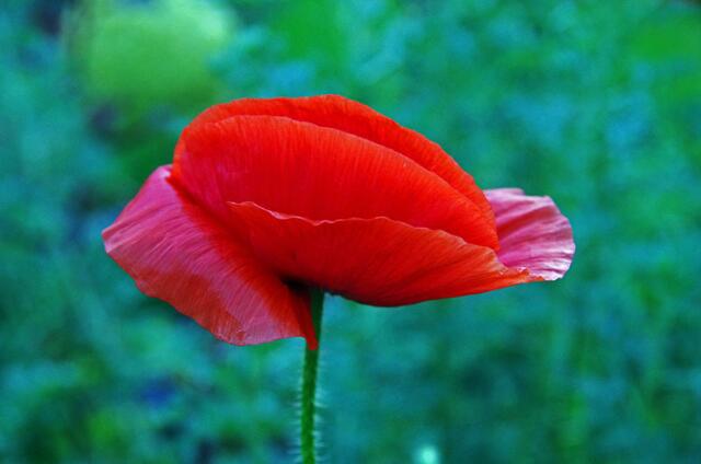 Mohn - anders gesehen