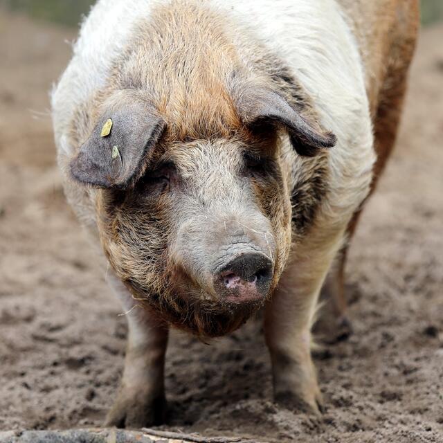 Elfriede, die sich bis heute nicht von ihrer Vokuhila trennen konnte, organisierte die Hilfstruppen.