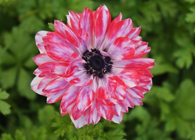 Anemone