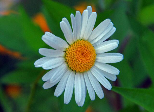 im Krankenhaus Garten