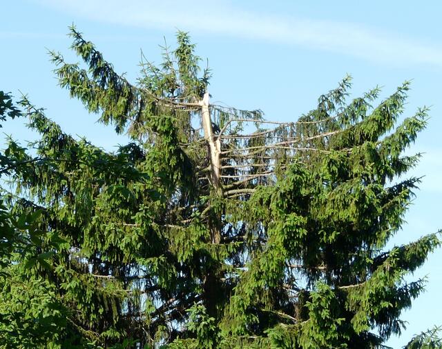 Im Garten von Nachbarn