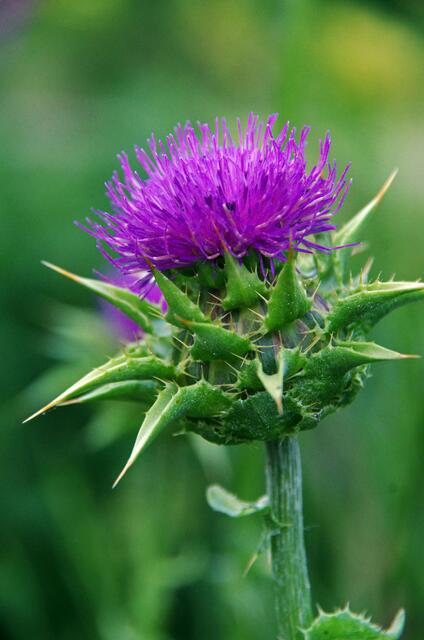 im Krankenhaus Garten