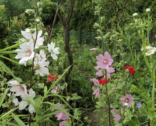 Malven hinter der Steinmauer am Teich-und der Mohn blüht auch überall.