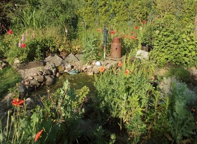 Mohn umrahmt den Teich,der Wildgarten leuchtet davon ! Die Johannisbeere rechts von der Kanne ist voller Früchtchen,dahinter Brom-Stachel-& Himbeeren.