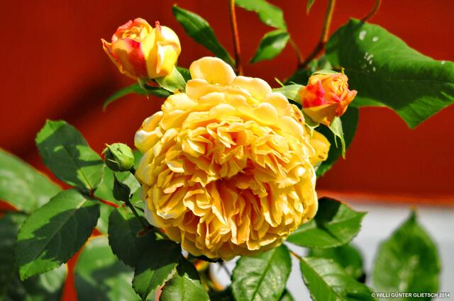 Diese Rose blüht in Edertal/Gellershausen u. dient hier als Abschiedsgruß nach Sindersfeld.