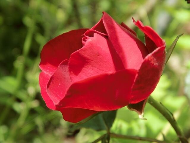 Auch Rosen gibt es hier