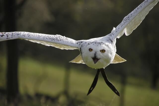 Eule im Flug