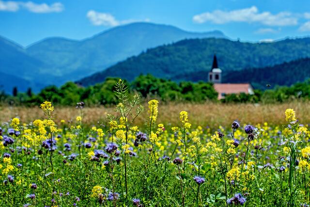 Sommer im Münstertal