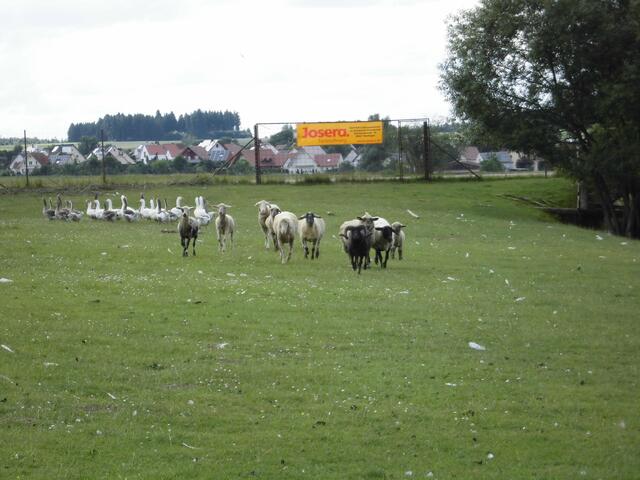 Schnell, die Besucher kommen...