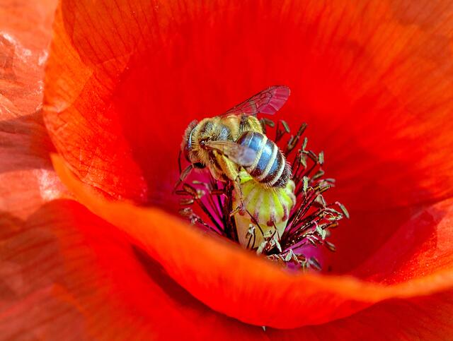 Im Zentrum einer Mohnblüte im Kurpark