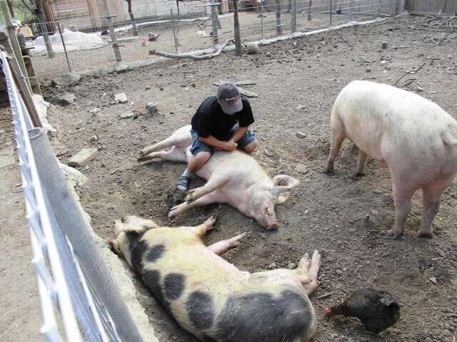 Ganz zahm und zutraulich sind die Schweine, wie hier Leni.