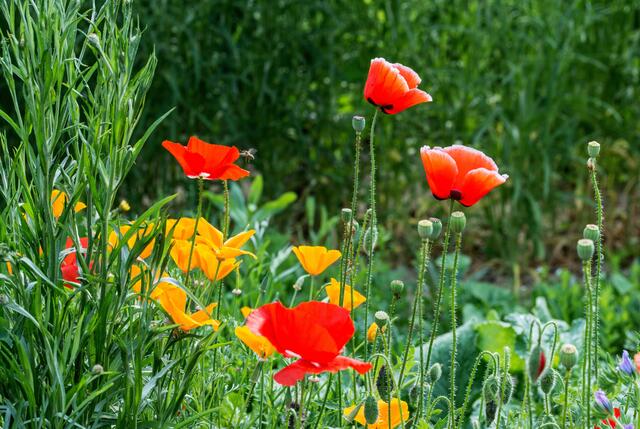Sommer im Kurparkkräutergarten