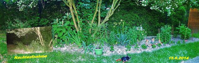 (24) !!! Sonntags + Monatsbilder / Blumenbeet !!! 15.6.2014 Temperatur: Plus 13°C / 7:34h / 18°C Plus 8:33h - im Schatten und in der Sonne 42,4°C / 8:51h noch 18°C im Schatten / Wind:1- 3 / heute mal ein Panorama mit "Jasminblütenschnee" / sonnig warm und bewölkt !