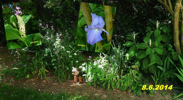 (23) !!! Sonntags + Monatsbilder / Blumenbeet !!! 8.6.2014 Temperatur: Plus 18°C / 7:26h / 28°C Plus 9:33h - im Schatten und in der Sonne 51,4°C / 11:46h nur noch 26°C im Schatten / Wind:1- 3 / sonnig sehr heiß