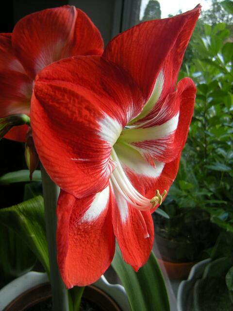 Sie schaut aus dem Fenster. 5. Blüten.