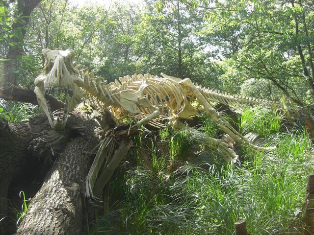 Tyrannosaurus rex