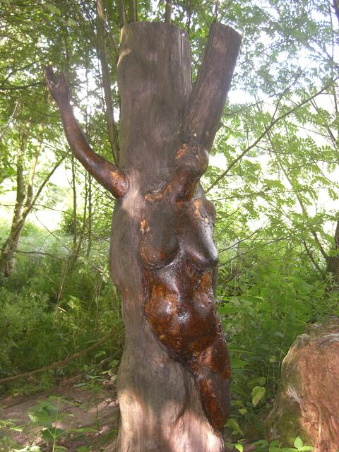 Daphne, zum Baum verwandelt
