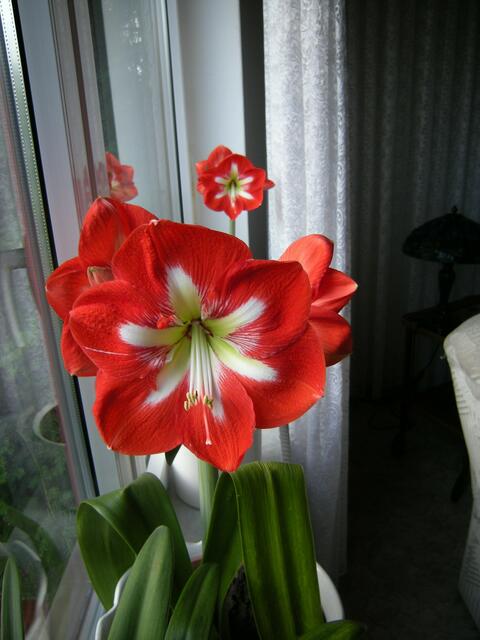 Die zweite Amaryllis. steht dahinter.