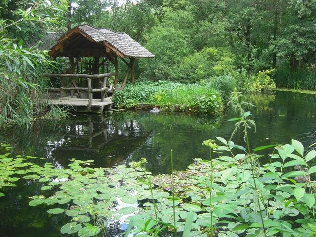 Gartenteich mit Einblick in die Unterwasserwelt