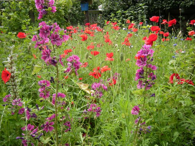Die Wildblumenwiese von Heinz Zander.