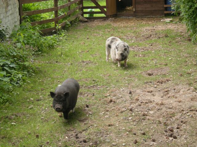 Die Calenberger Mini-Schweinchen.