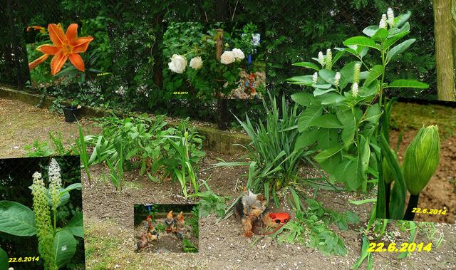 (25) !!! Sonntags + Monatsbilder / Schulhof !!! 22.6.2014 Temperatur: Plus 11°C / 7:34h / 18°C Plus 8:56h - im Schatten / Wind:2- 2 / sonnig kalt und bewölkt !