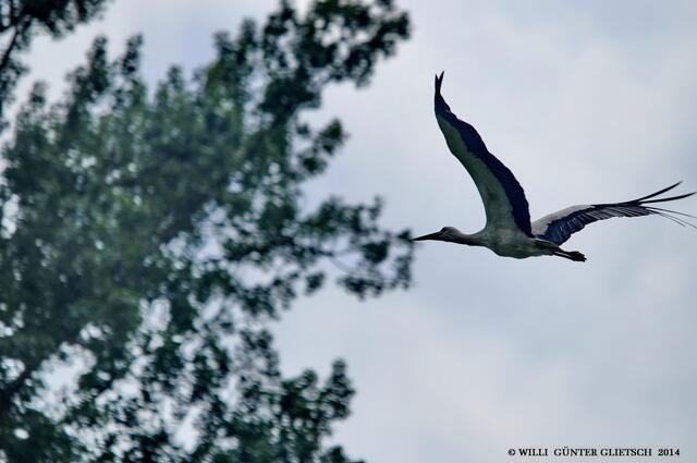 Nachdem er Futter ausgewürgt hat, fliegt der Altvogel wieder los um Nachschub zu holen.